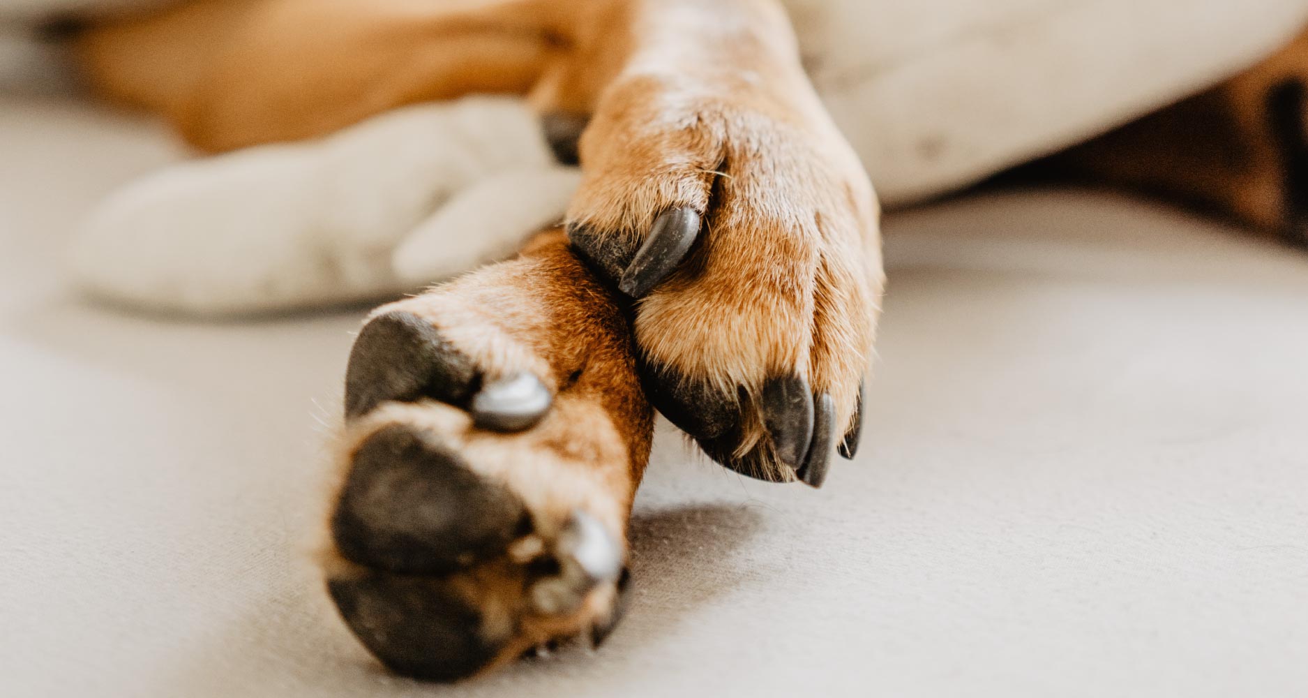 A How-To Guide for Keeping Your Dog's Paws Safe