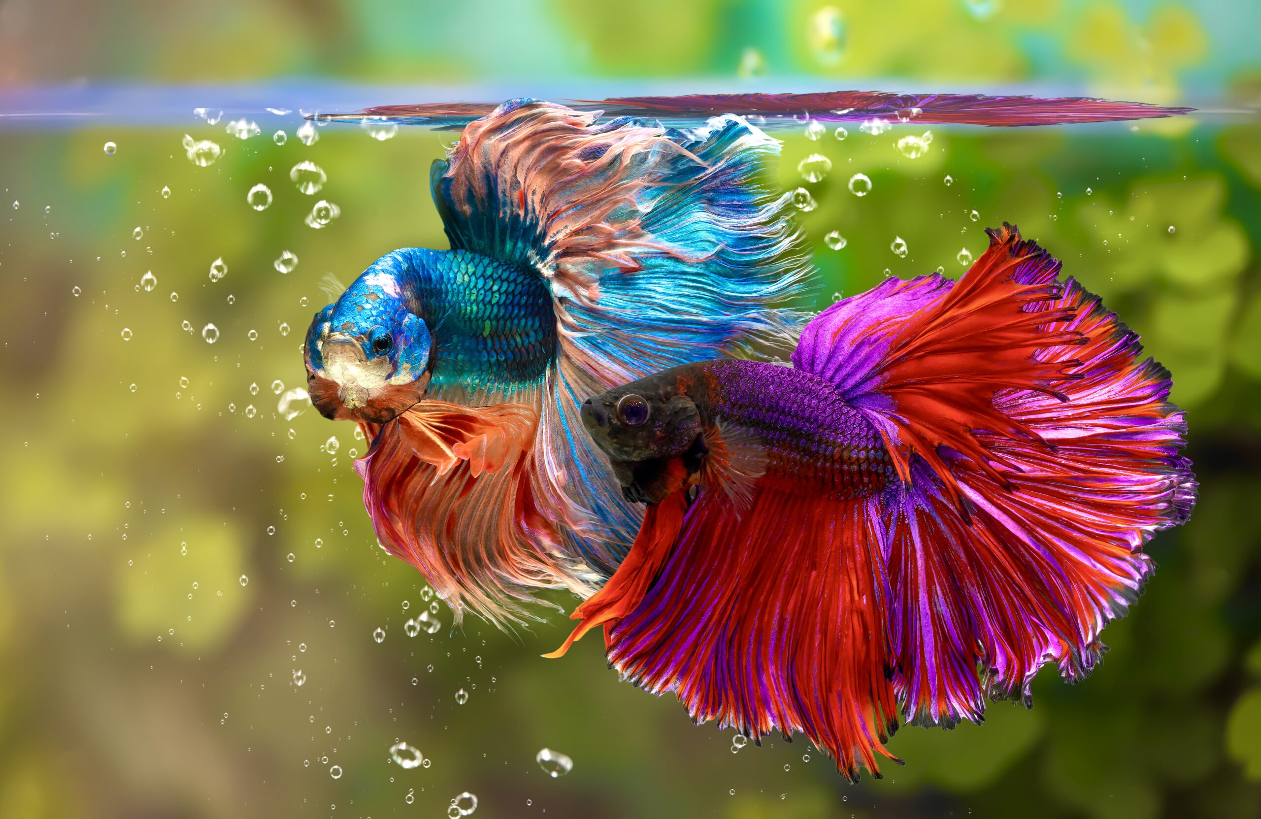 12 Ways to Help Betta Fish Live Longer