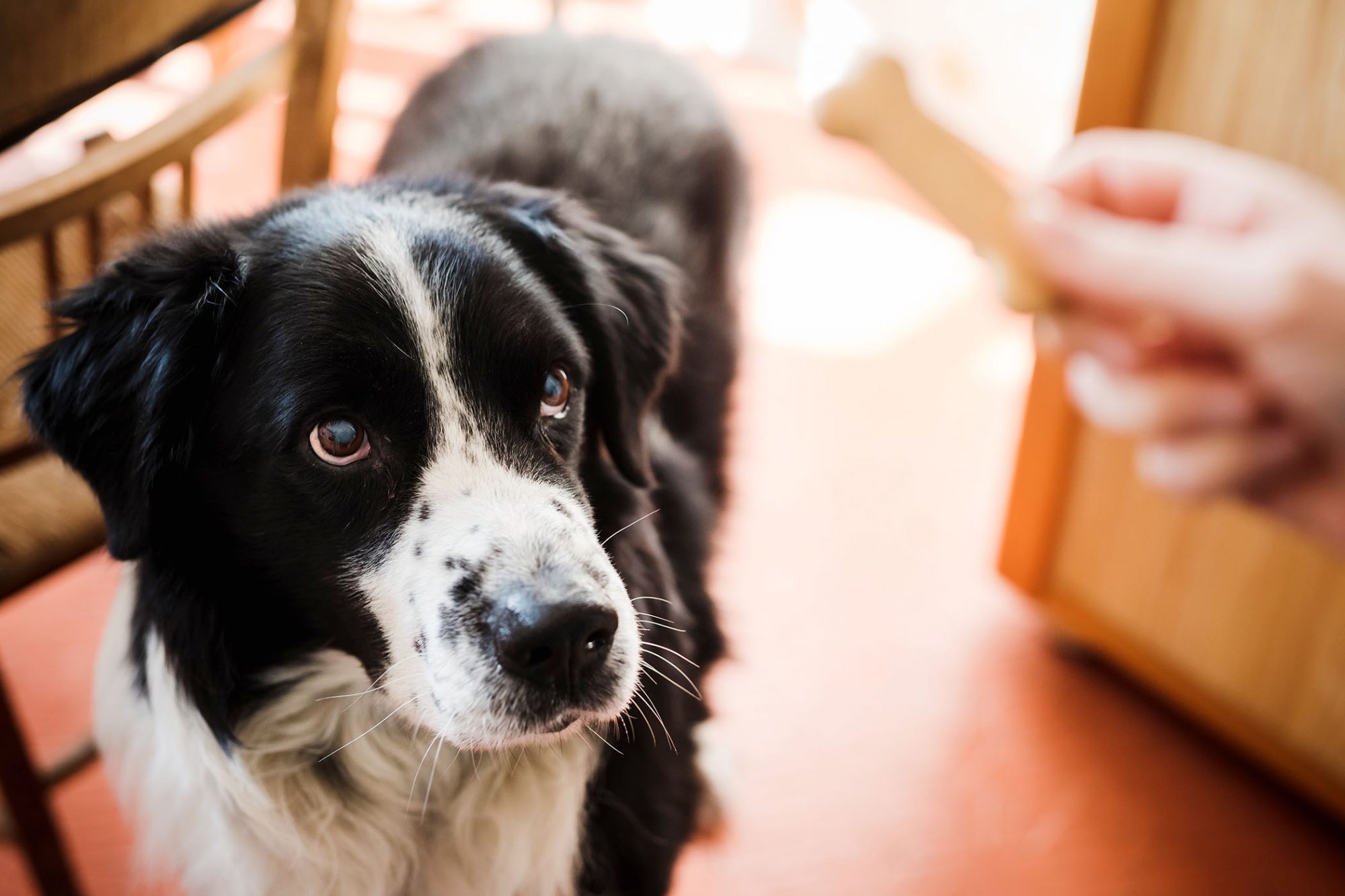 How to Use Treats to Train Your Small Dog Without Ruining Their Appetite