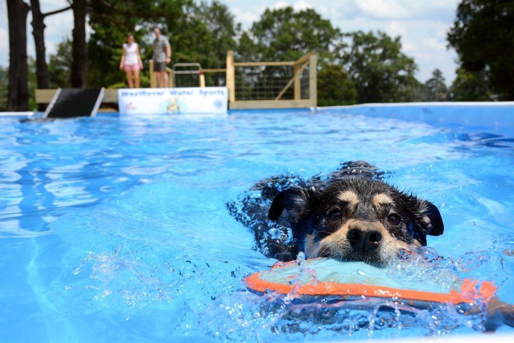 Do You Want to Try Dock Diving With Your Dog? Here's How You Can Begin