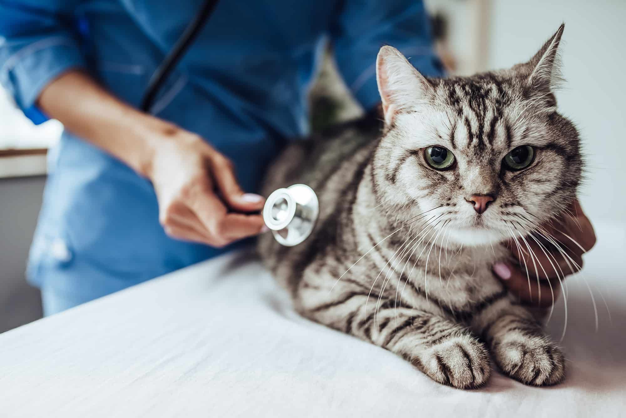 The Fundamentals of Monitoring Pet Wellness